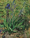 VAN GOGH VINCENT (1853-1890) - Iris, The